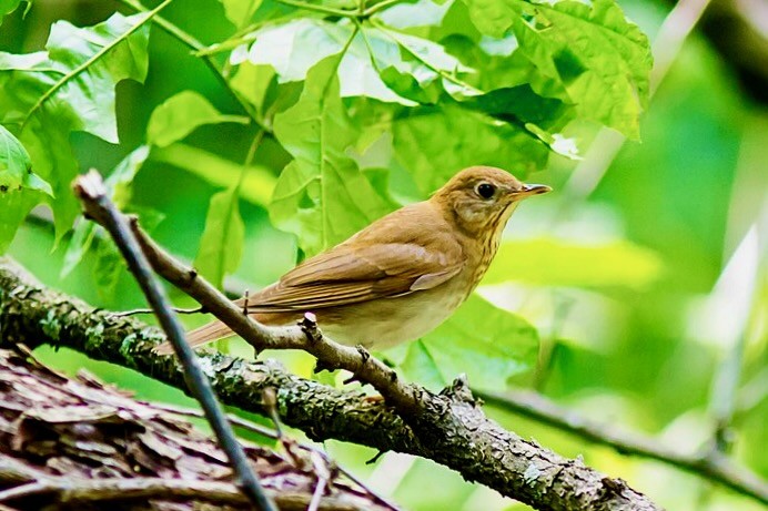 Veery by Melissa McMasters is licensed under CC BY 2.0.